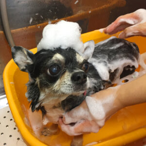 シャンプーチワワ