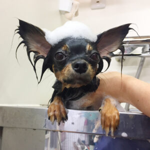 シャンプーチワワ