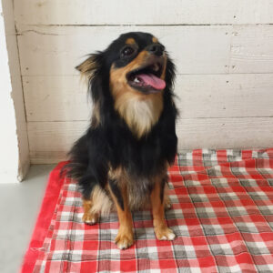 仕上がりチワワ