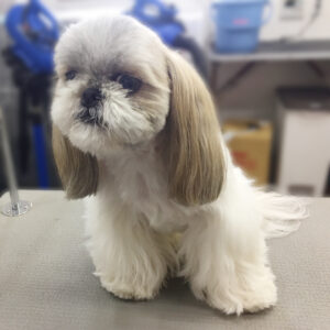 よろしくシーズー