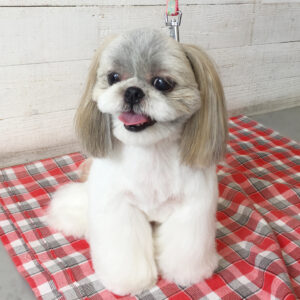 仕上がりシーズー