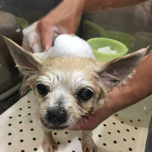 シャンプーチワワ