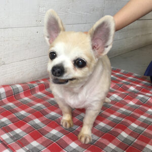 仕上がりチワワ