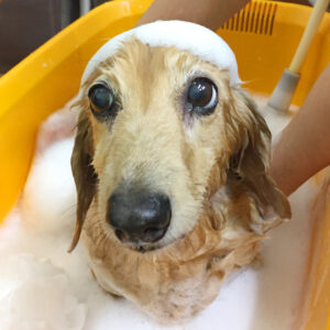 シャンプーダックス