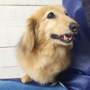 仕上がりダックス