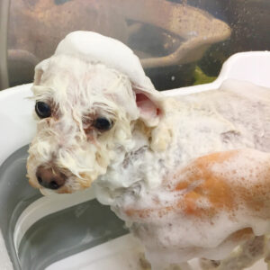 シャンプートイプー