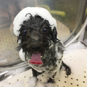 シャンプートイプー