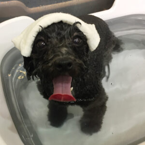 お風呂トイプー