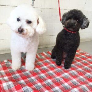 仕上がりトイプー