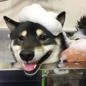 シャンプーしば