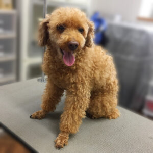 よろしくトイプー