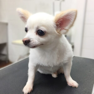 よろしくチワワ