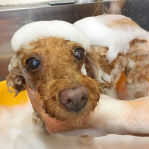 シャンプートイプー