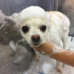 シャンプーチワワ