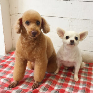 仕上がりトイプー&チワワ