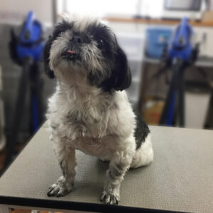 よろしくシーズー