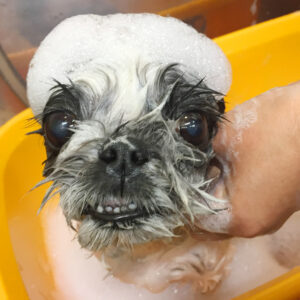 シャンプーシーズー