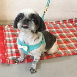 仕上がりシーズー