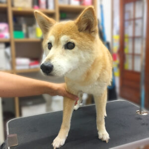 よろしくミックス