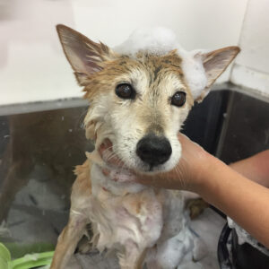 シャンプーミックス