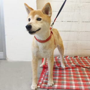 仕上がりミックス