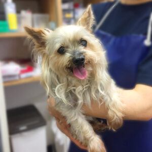 よろしくヨーキー