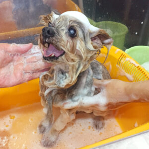 シャンプーヨーキー