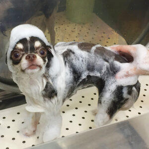 シャンプーチワワ