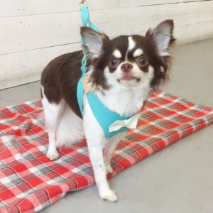 仕上がりチワワ