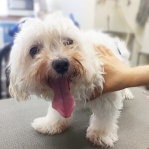 よろしくマルチーズ