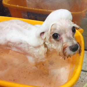 シャンプーマルチーズ