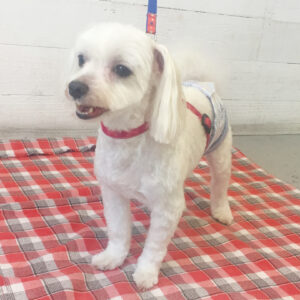 仕上がりマルチーズ