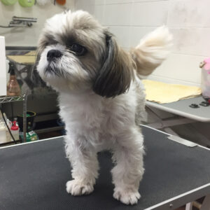 よろしくシーズー