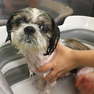 シャンプーシーズー