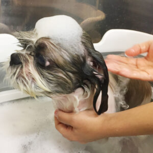 お風呂シーズー