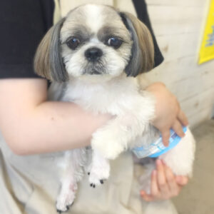 仕上がりシーズー