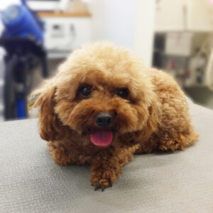 よろしくトイプー