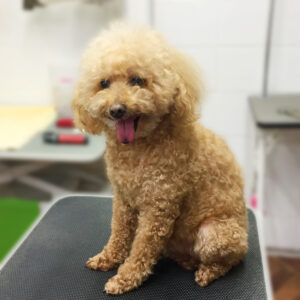 よろしくトイプー