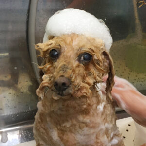 シャンプートイプー