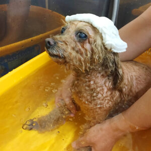 お風呂トイプー