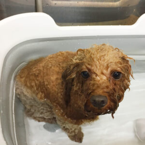 お風呂トイプー