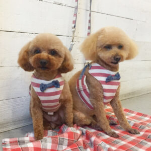 仕上がりトイプー