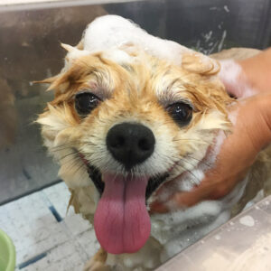 シャンプーポメ