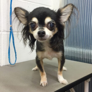 よろしくチワワ