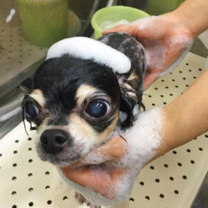 シャンプーチワワ