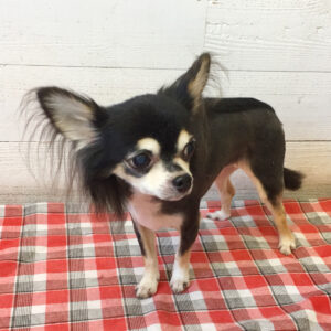 仕上がりチワワ