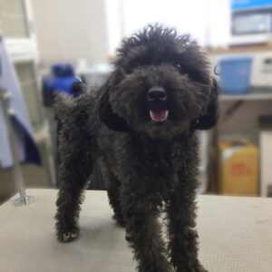 よろしくトイプー