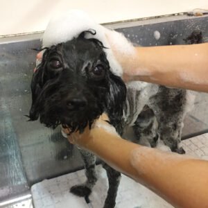 シャンプートイプー