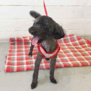 仕上がりトイプー