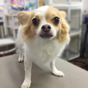 よろしくチワワ